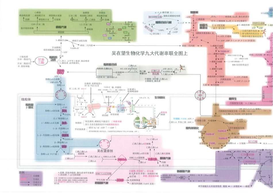 2024吴在望生物化学九大带鞋串联全图（上+下）.pdf_第1页