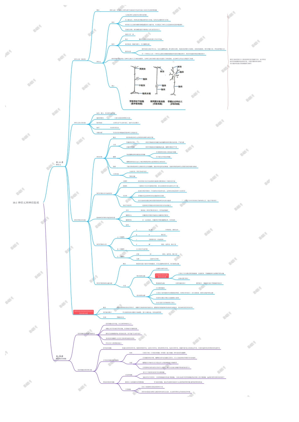 10.1 神经元和神经胶质.pdf_第1页
