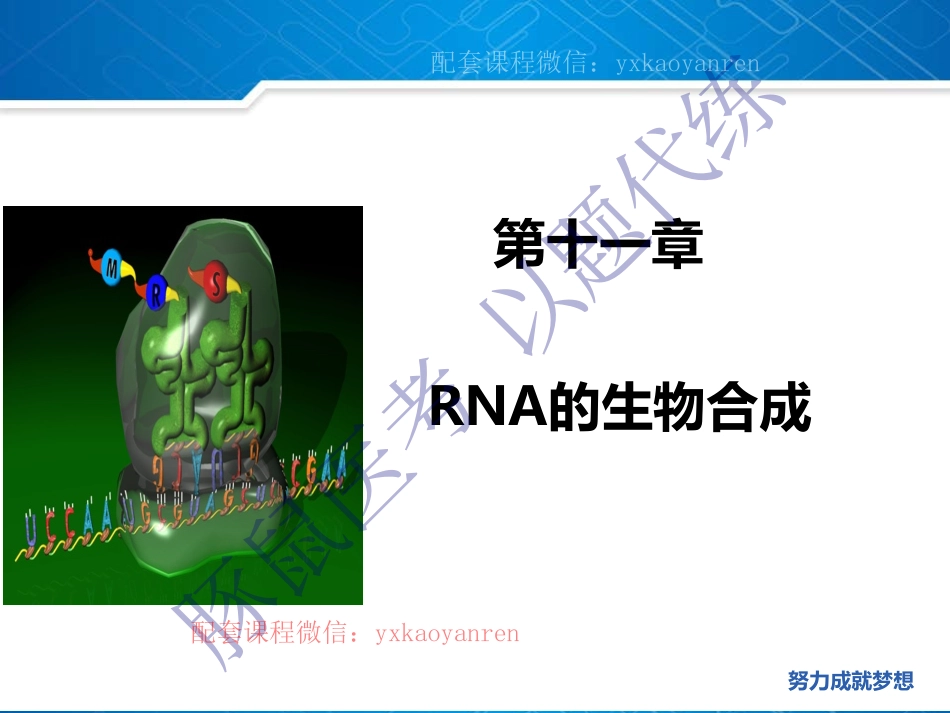 WM_11.生化第十一章-RNA的生物合成 .pdf_第2页