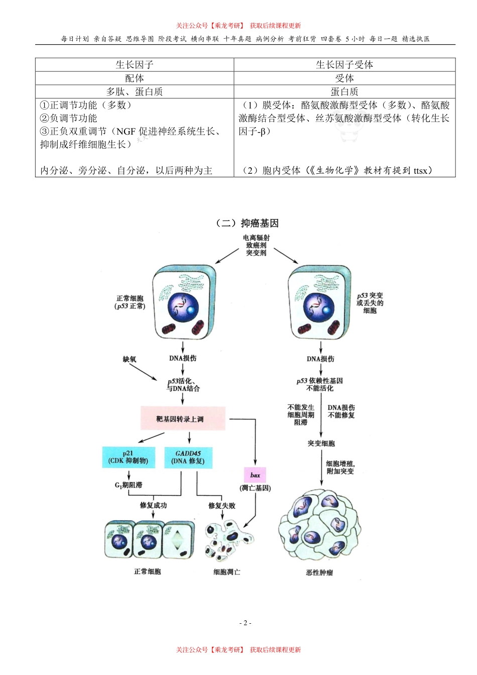 填空式讲义：生化 癌基因 & 基因重组 & 分子生物学技术 核心-导图-真题-串联 天天师兄24考研 冲.pdf_第2页