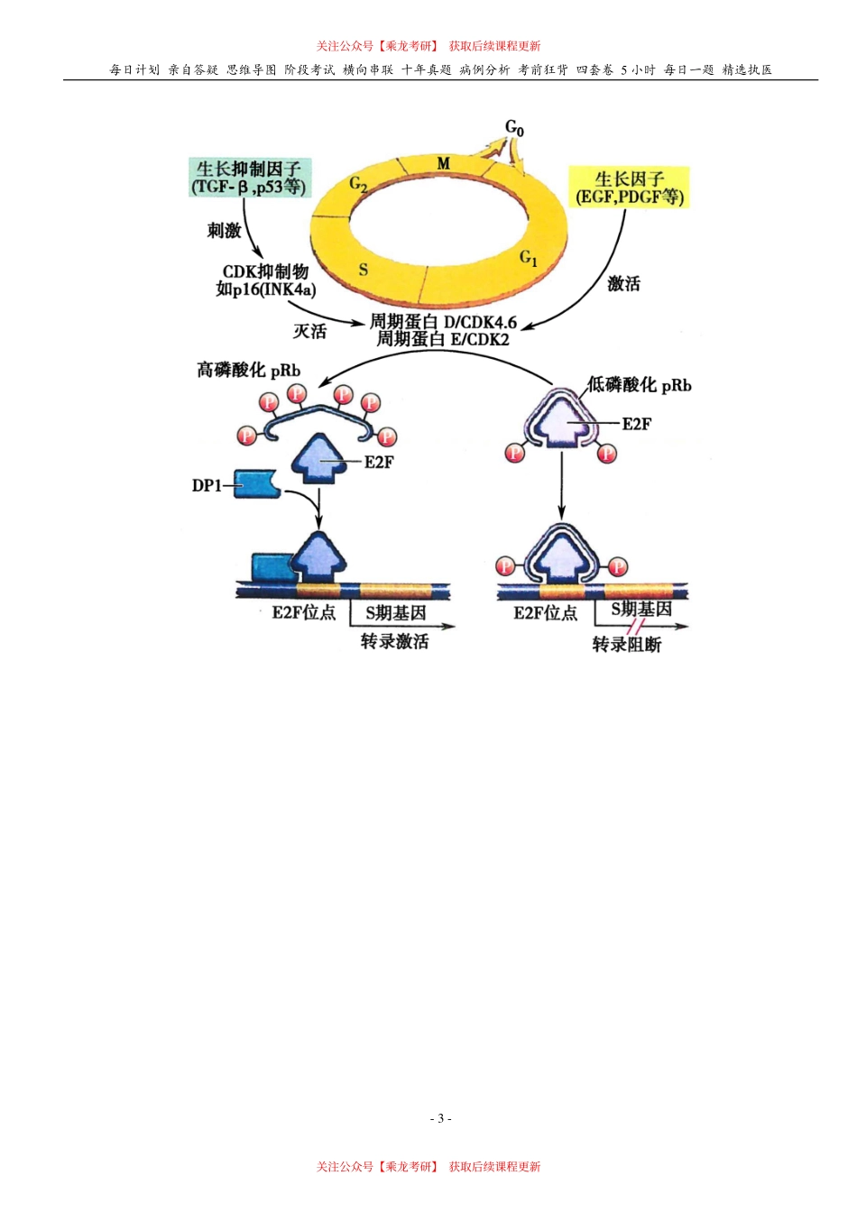 填空式讲义：生化 癌基因 & 基因重组 & 分子生物学技术 核心-导图-真题-串联 天天师兄24考研 冲.pdf_第3页