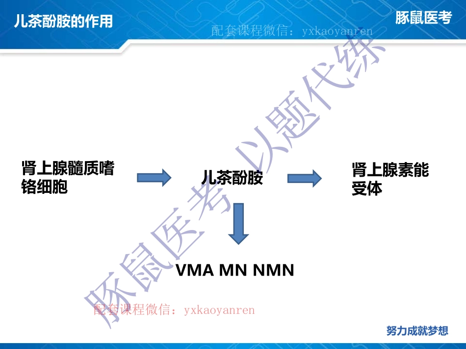WM_1.内分泌-真题课-嗜铬细胞瘤 .pdf_第2页
