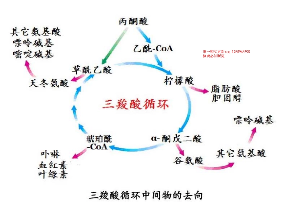 三羧酸循环4.pdf_第1页
