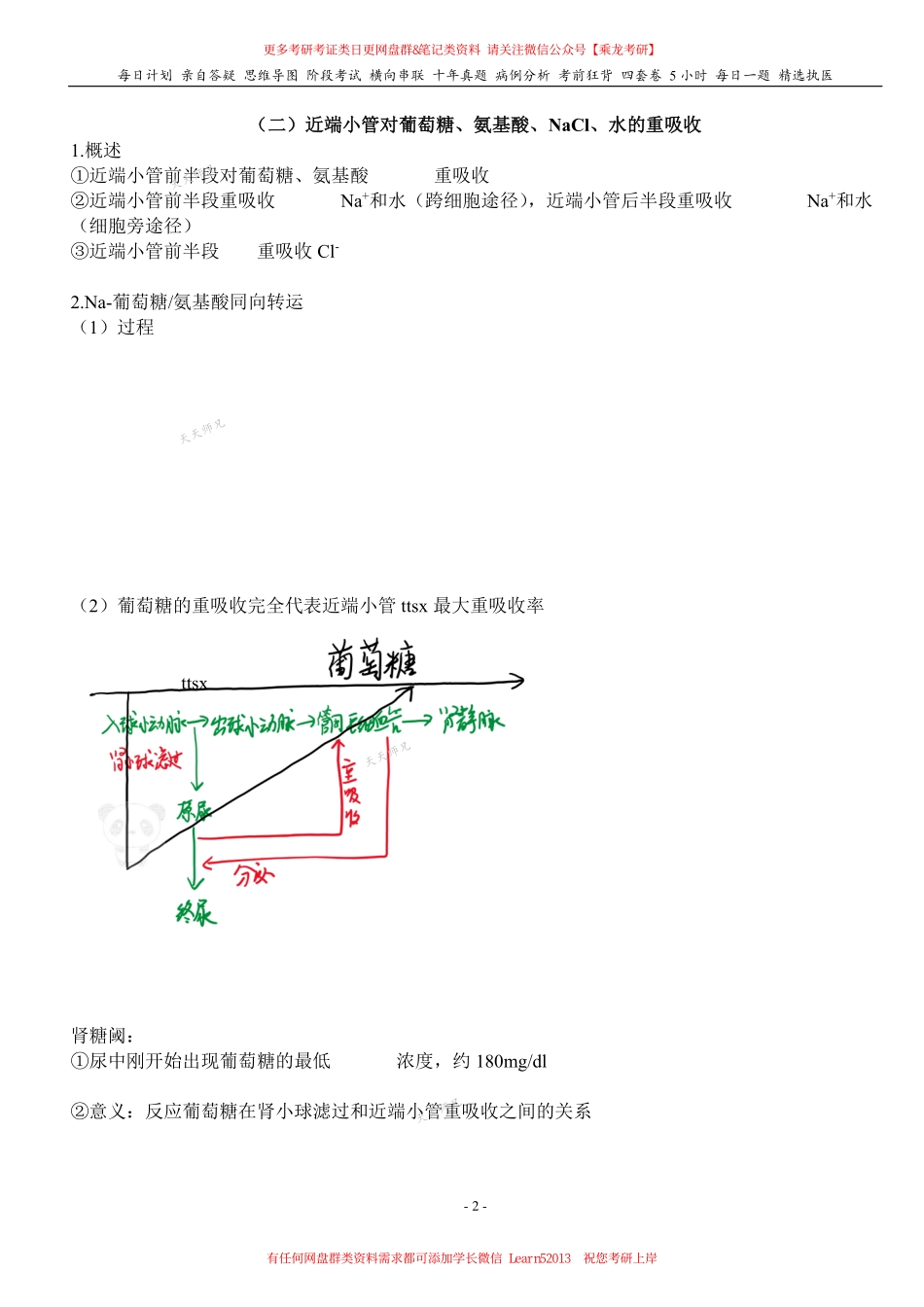 填空式讲义：生理 小管重吸收和分泌、尿浓缩稀释、调节 核心-导图-真题-串联 天天师兄24考研 冲.pdf_第2页