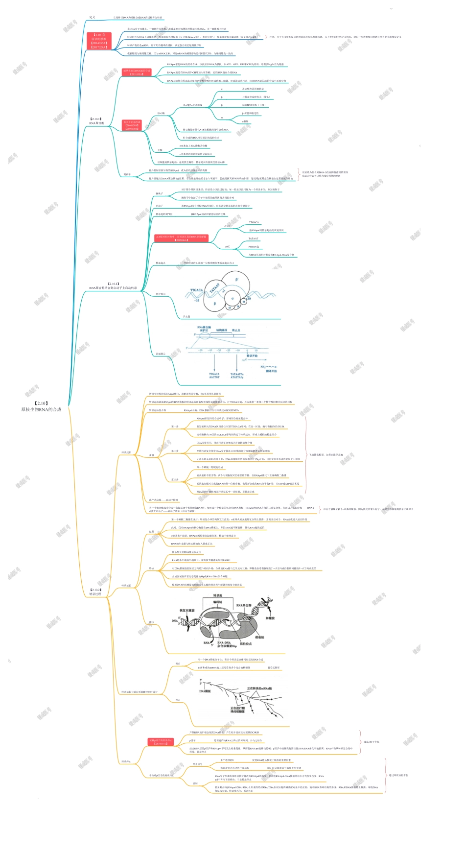 第3篇-第2章-原核生物RNA的合成.pdf_第1页