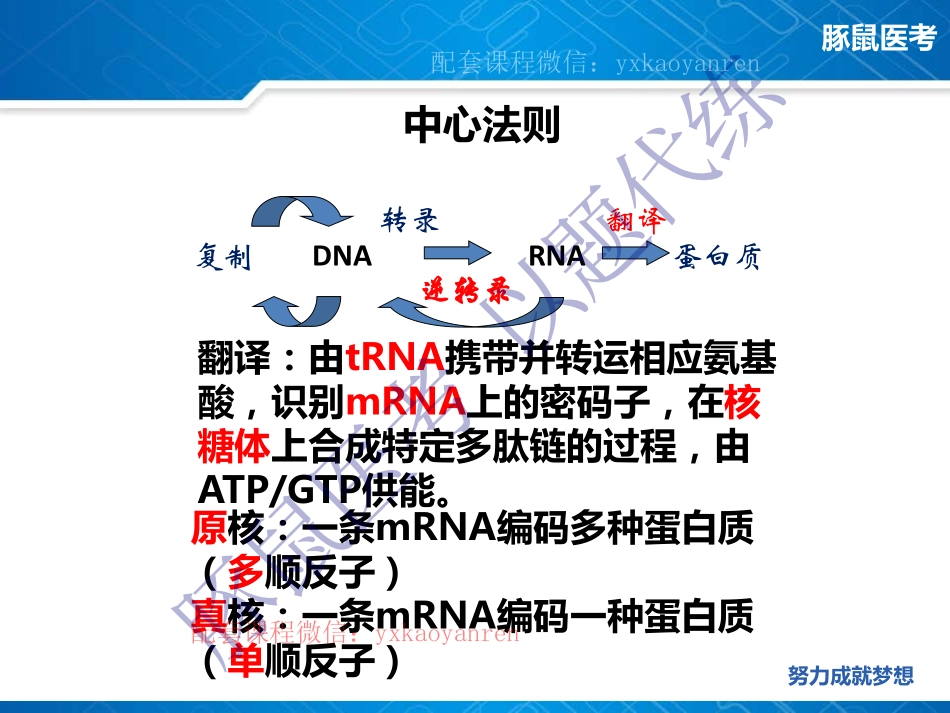 WM_12.生化第十二章-蛋白质的生物合成 .pdf_第3页