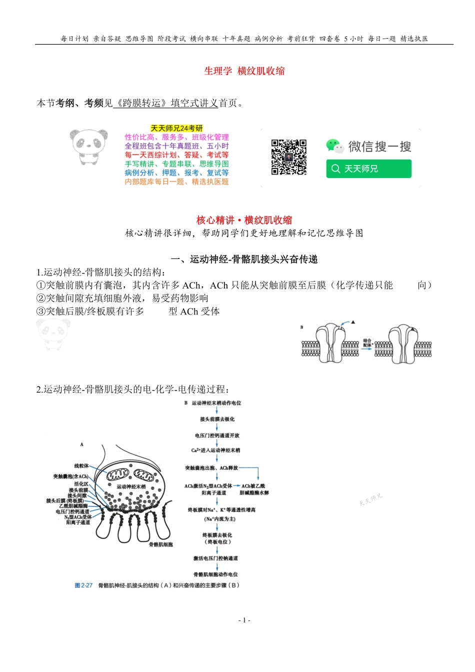填空式讲义：生理 横纹肌收缩 核心-导图-真题-串联 天天师兄24考研 冲.pdf_第1页