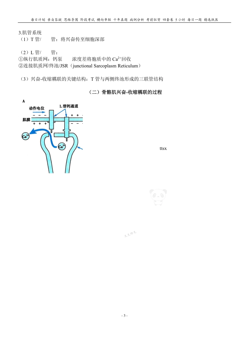 填空式讲义：生理 横纹肌收缩 核心-导图-真题-串联 天天师兄24考研 冲.pdf_第3页