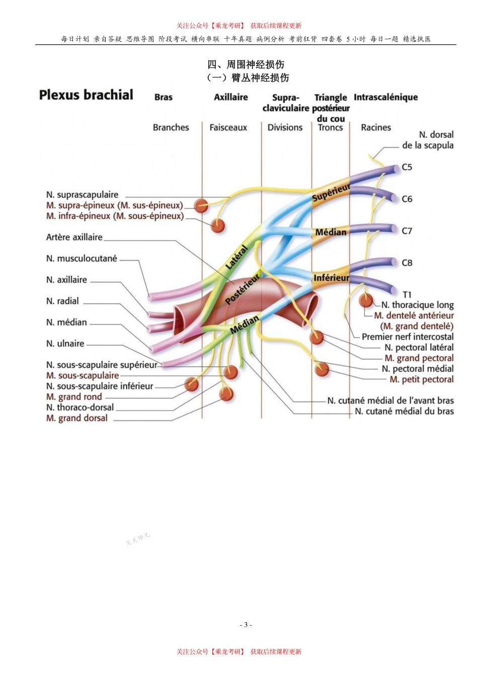 填空式讲义：外科 手外伤、股骨头坏死、膝关节损伤、神经损伤 核心-导图-真题-串联 天天师兄24考研 冲.pdf_第3页
