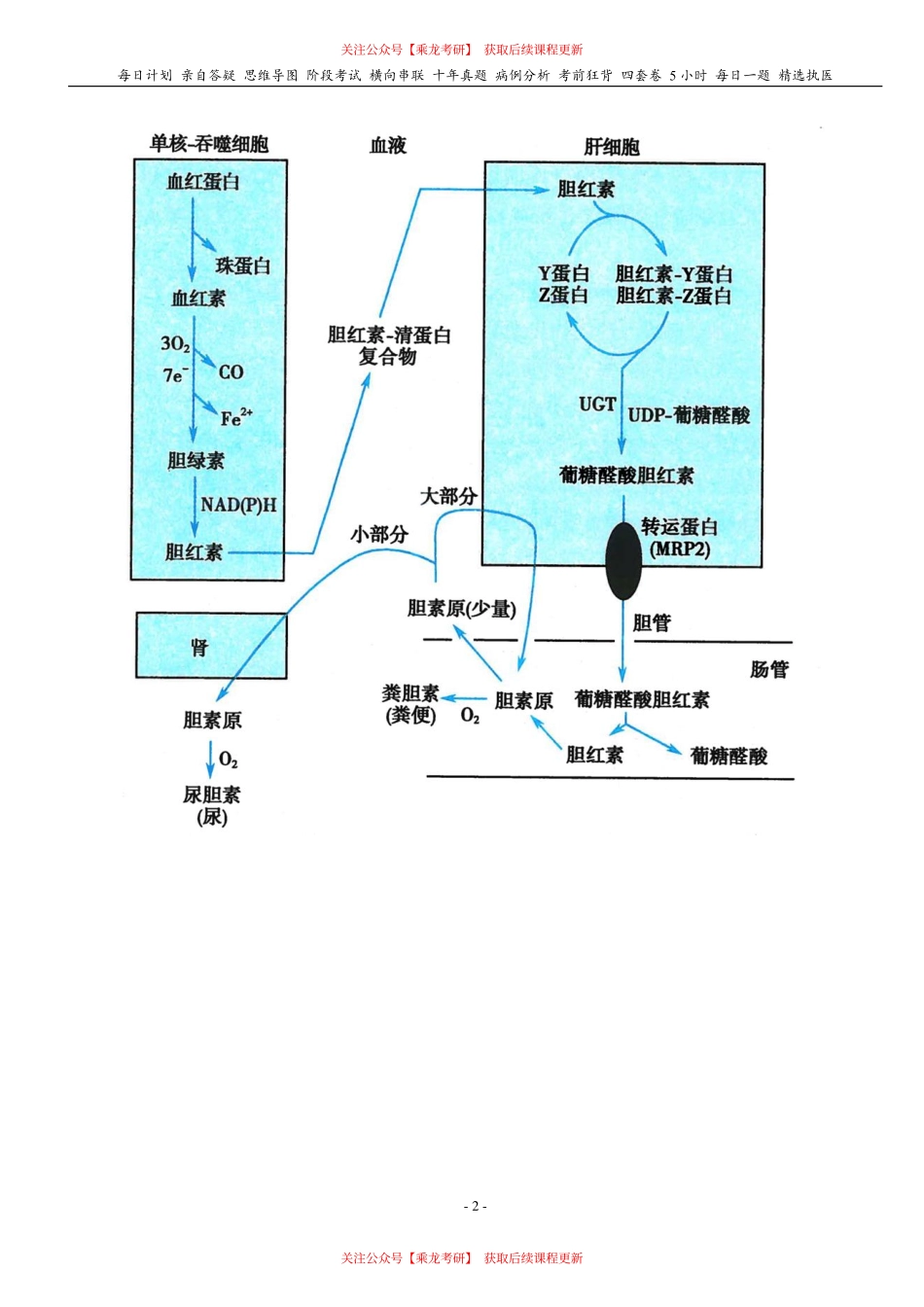 填空式讲义：生化 胆色素代谢 核心-导图-真题-串联 天天师兄24考研 冲.pdf_第2页