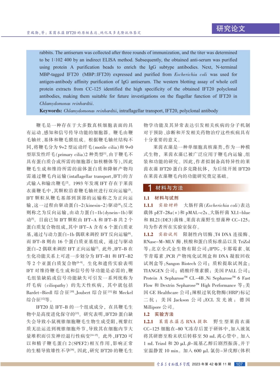 莱茵衣藻IFT20的原核表达、纯化及多克隆抗体鉴定.pdf_第2页