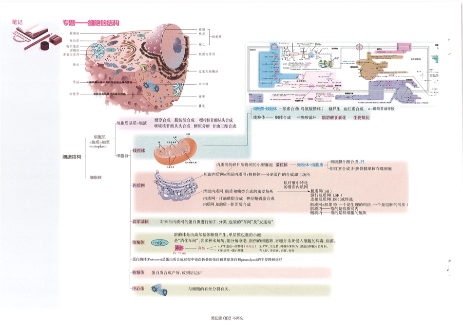 2024吴4：吴在望西综跨学科按系统图谱复习.pdf_第2页