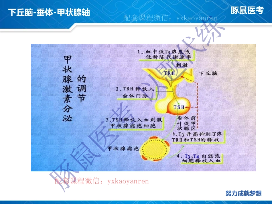 WM_3.内分泌-真题课-甲状腺功能亢进症 .pdf_第3页