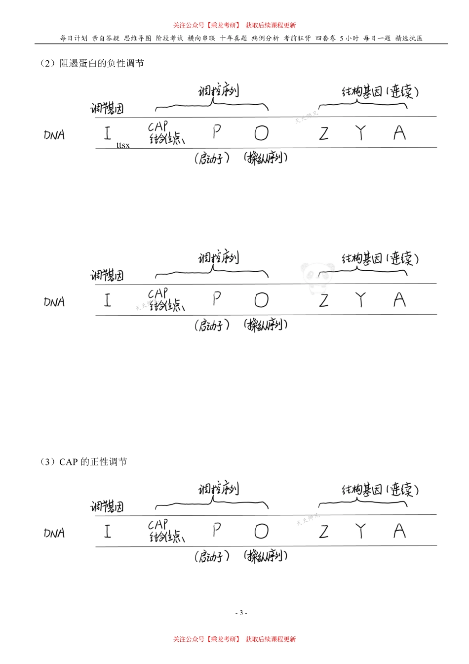 填空式讲义：生化 基因表达调控 核心-导图-真题-串联 天天师兄24考研 冲.pdf_第3页