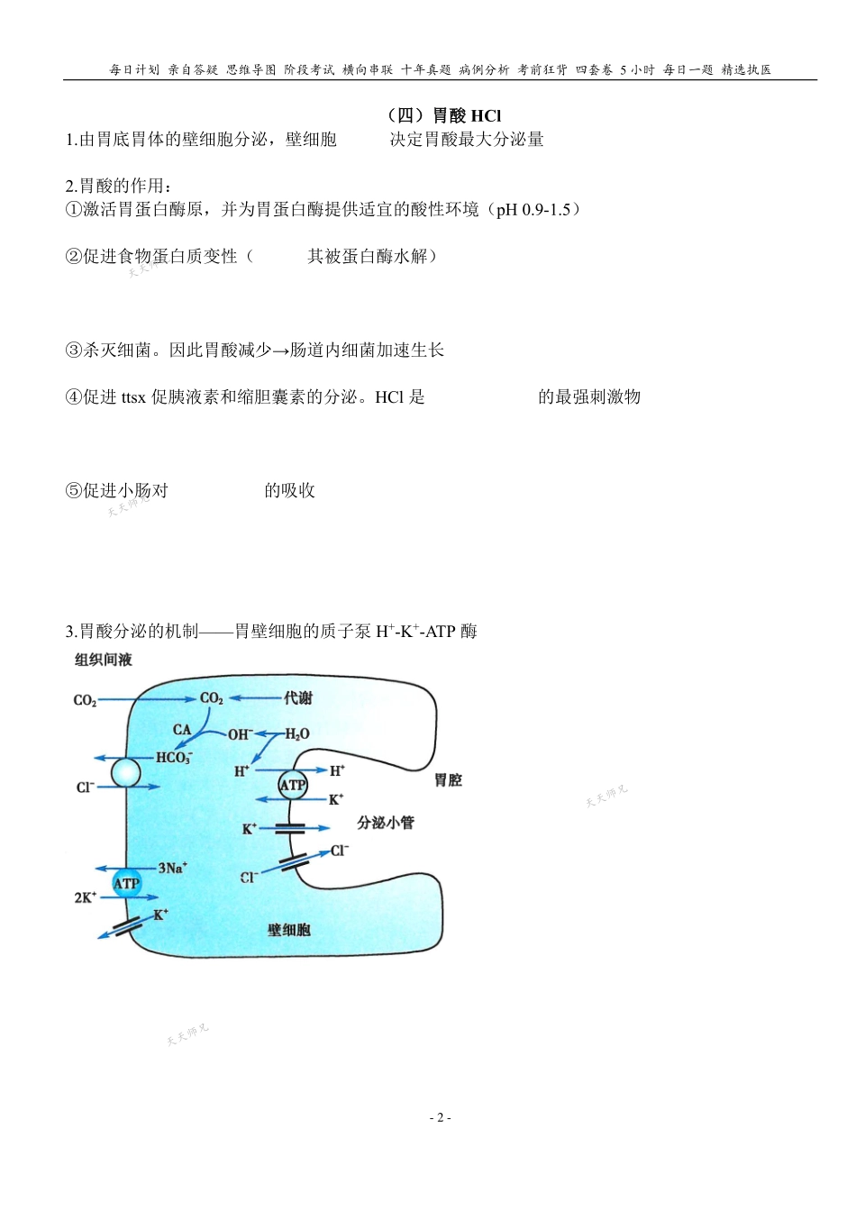 填空式讲义：生理 胃的消化 核心-导图-真题-串联 天天师兄24考研 冲.pdf_第2页