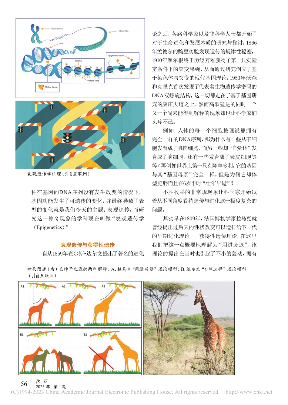 “龙生九子各不相同”——浅说“表观遗传”_蒋原.pdf_第2页