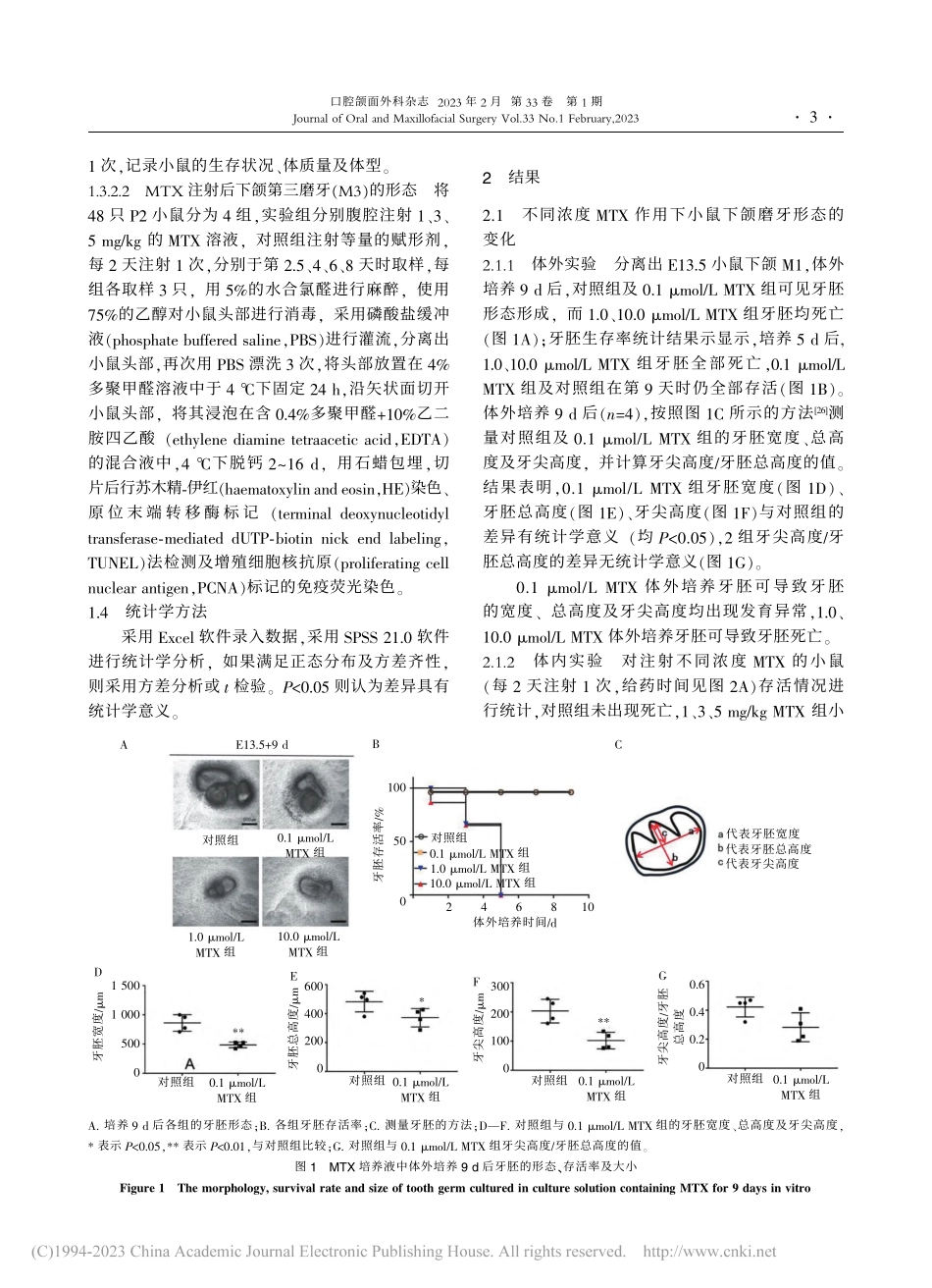 甲氨蝶呤对小鼠磨牙牙胚发育的影响_罗容春.pdf_第3页