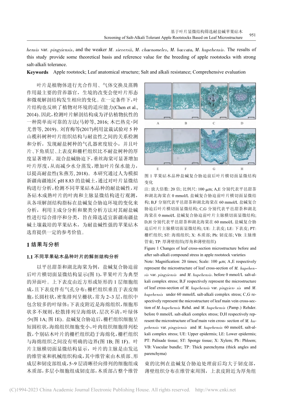 基于叶片显微结构筛选耐盐碱苹果砧木_许盼云.pdf_第2页