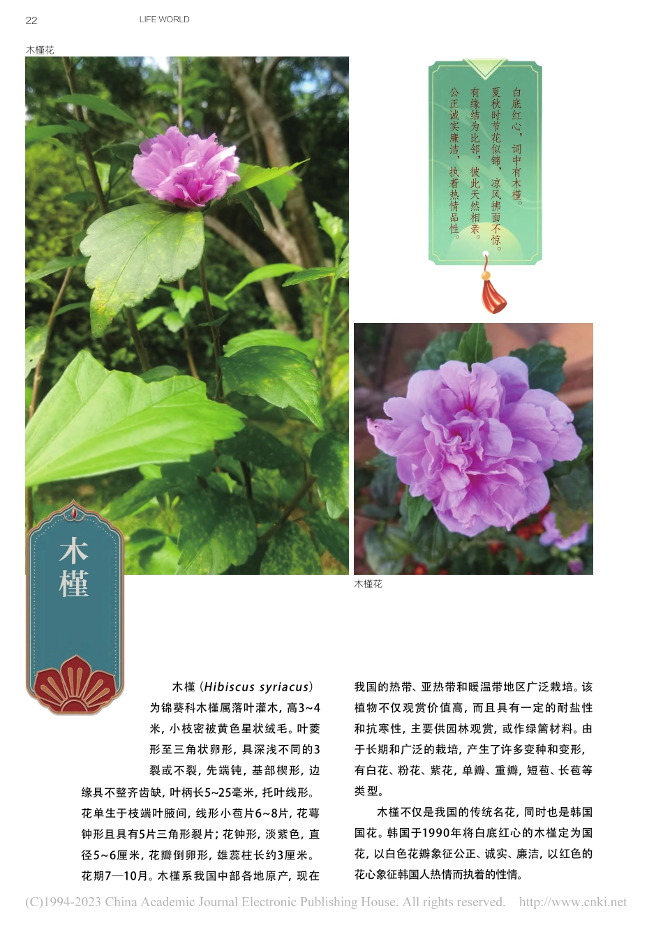 木槿_文彬.pdf_第1页