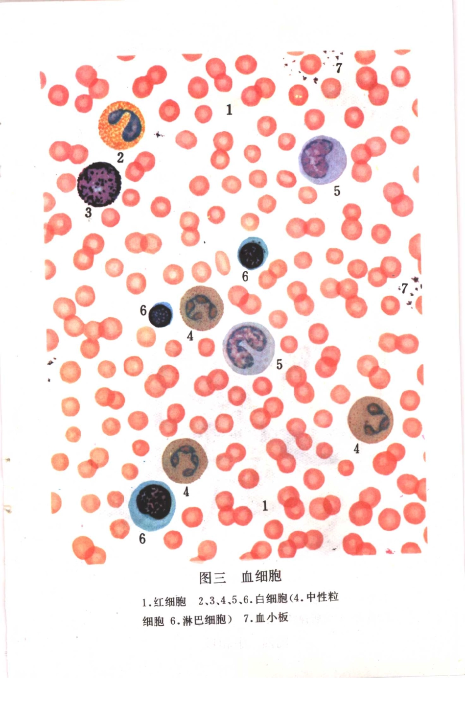【初级中学课本】 生理卫生_八十年代 人教版.pdf_第2页