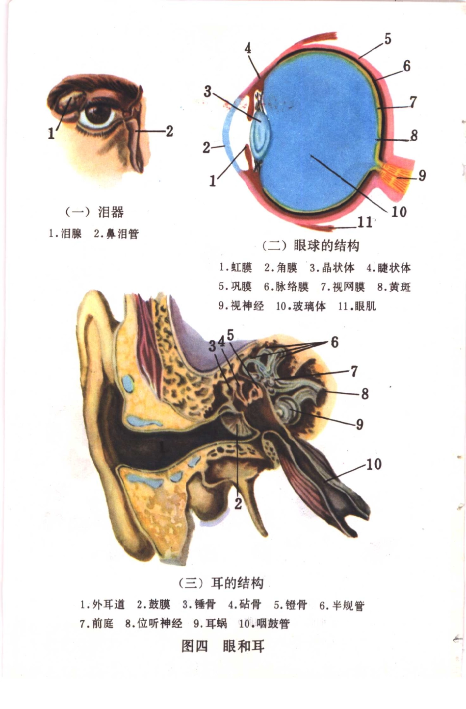 【初级中学课本】 生理卫生_八十年代 人教版.pdf_第3页