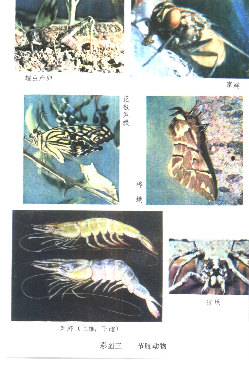 【初级中学课本】 动物学_八十年代 人教版.pdf_第2页