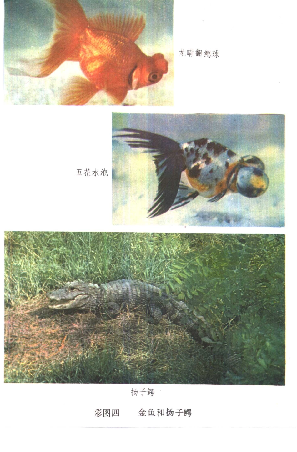 【初级中学课本】 动物学_八十年代 人教版.pdf_第3页