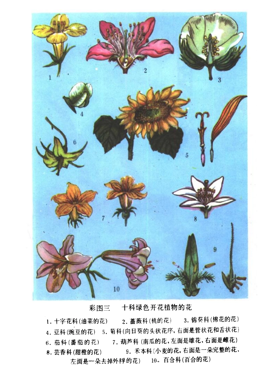 【初级中学课本】 植物学__八十年代 人教版.pdf_第3页
