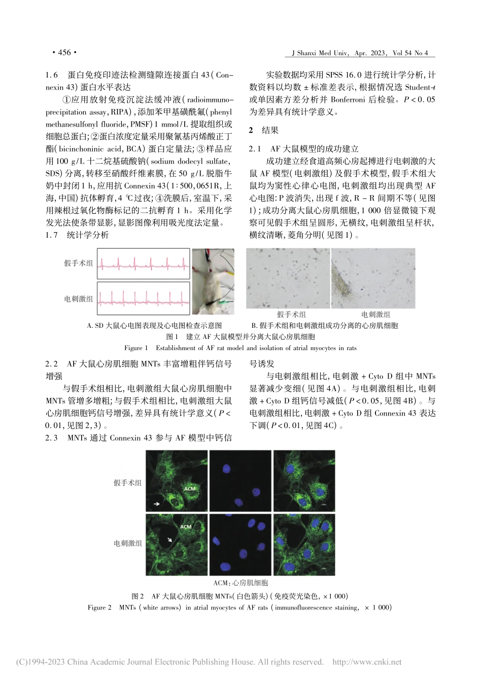 Connexin_43-膜...途径参与房颤发生的机制研究_王婷.pdf_第3页
