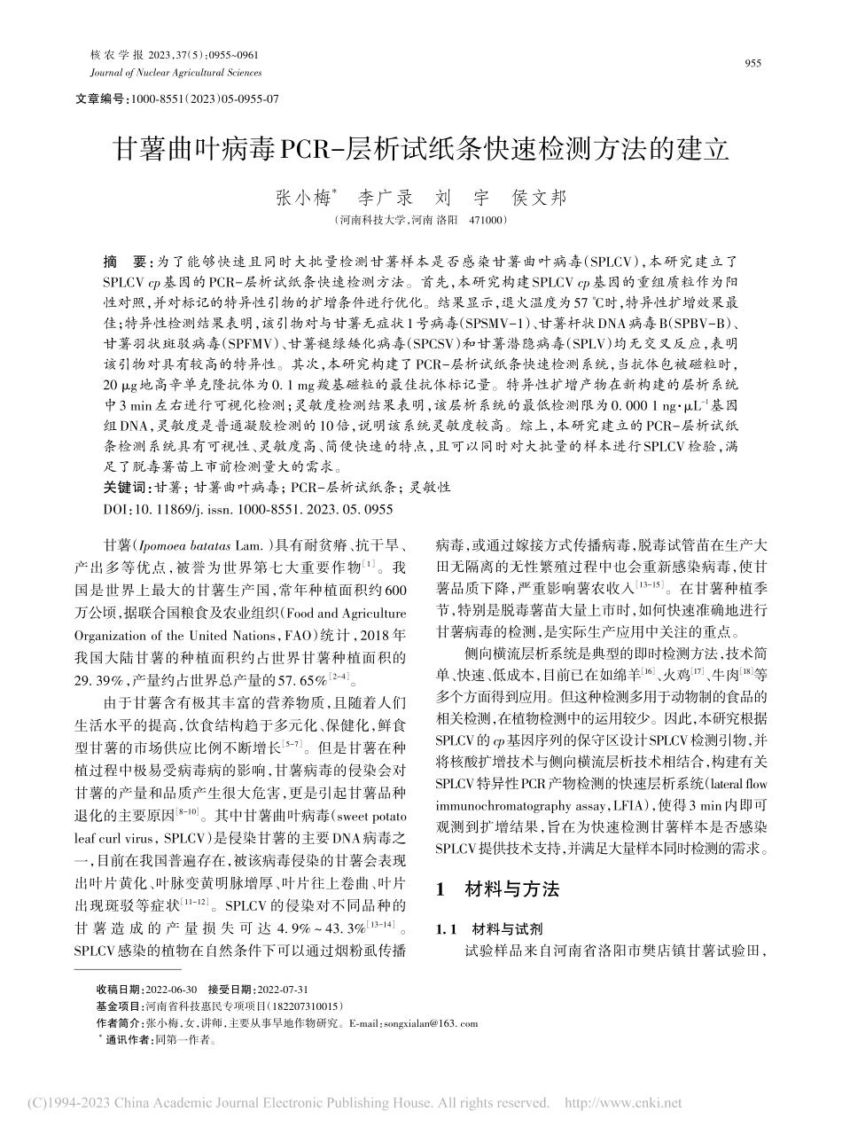 甘薯曲叶病毒PCR-层析试纸条快速检测方法的建立_张小梅.pdf_第1页