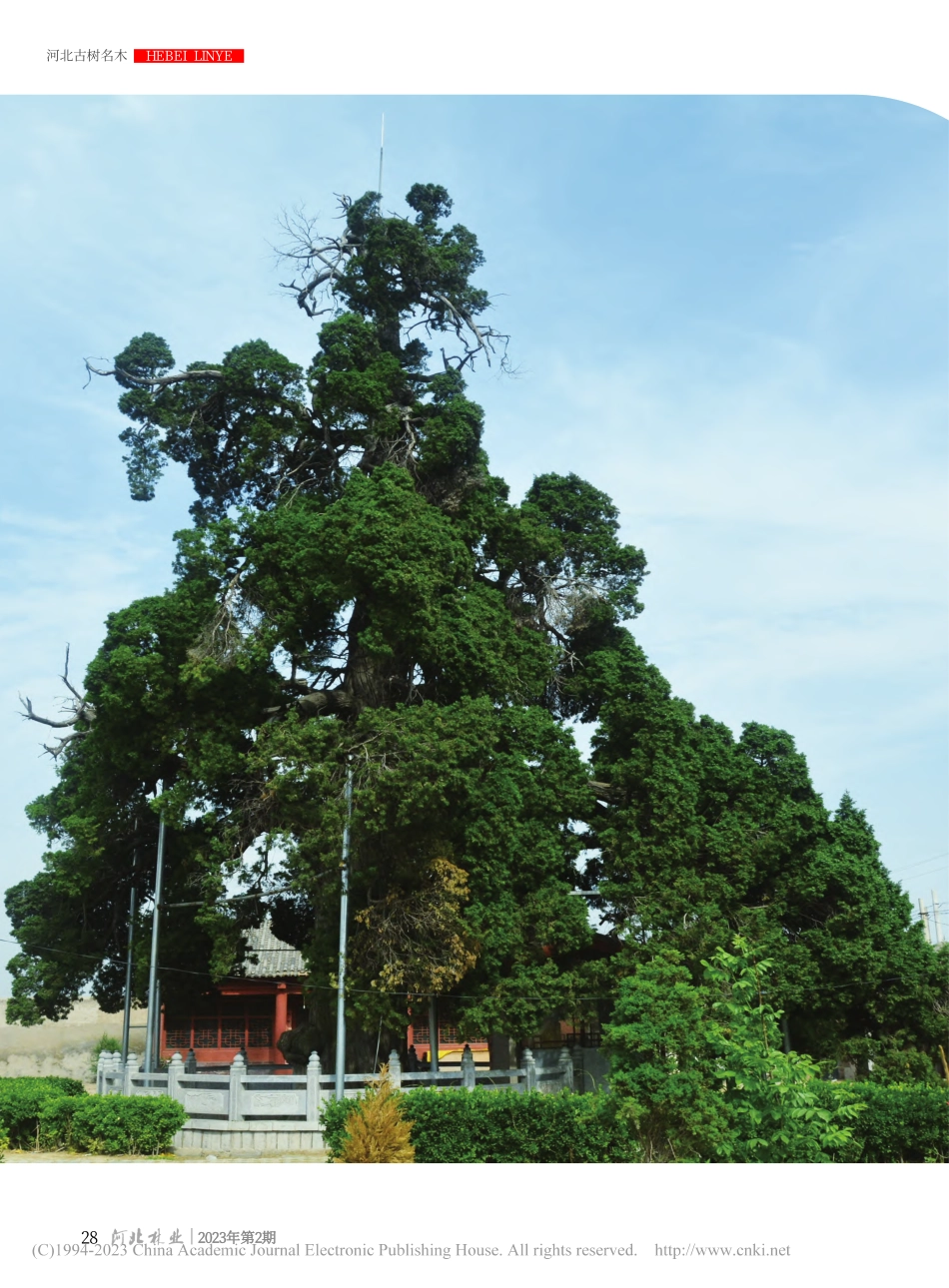 靳彭城村古圆柏_路洪顺.pdf_第1页