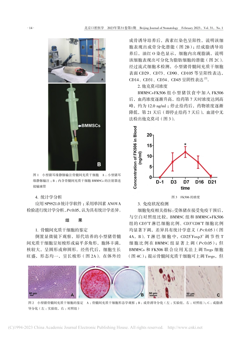 间充质干细胞在小型猪重组牙...种异体移植中的免疫调节作用_吴志芳.pdf_第3页