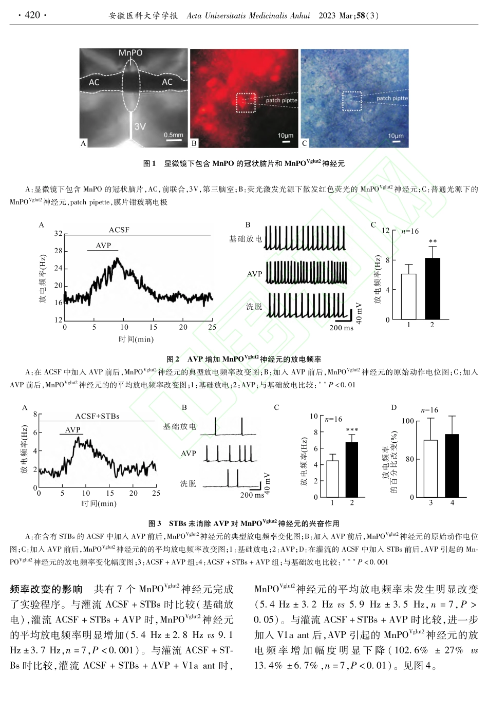 精氨酸加压素兴奋视前区正中核谷氨酸能神经元及其机制_侯晓钰.pdf_第3页