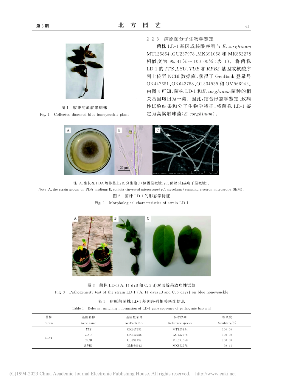 蓝靛果叶斑病病原高粱附球菌...um)分离鉴定及生物学特性_闫浩浩.pdf_第3页