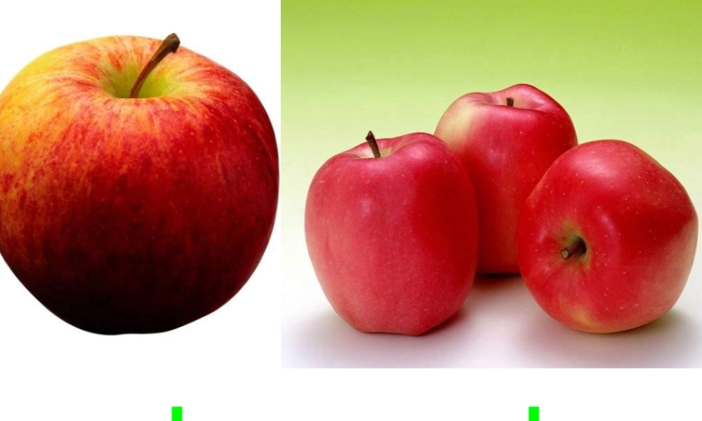 外研版一起小学英语三下《Module 4Unit 1 We'll pick fruit.》PPT课件 (1).ppt