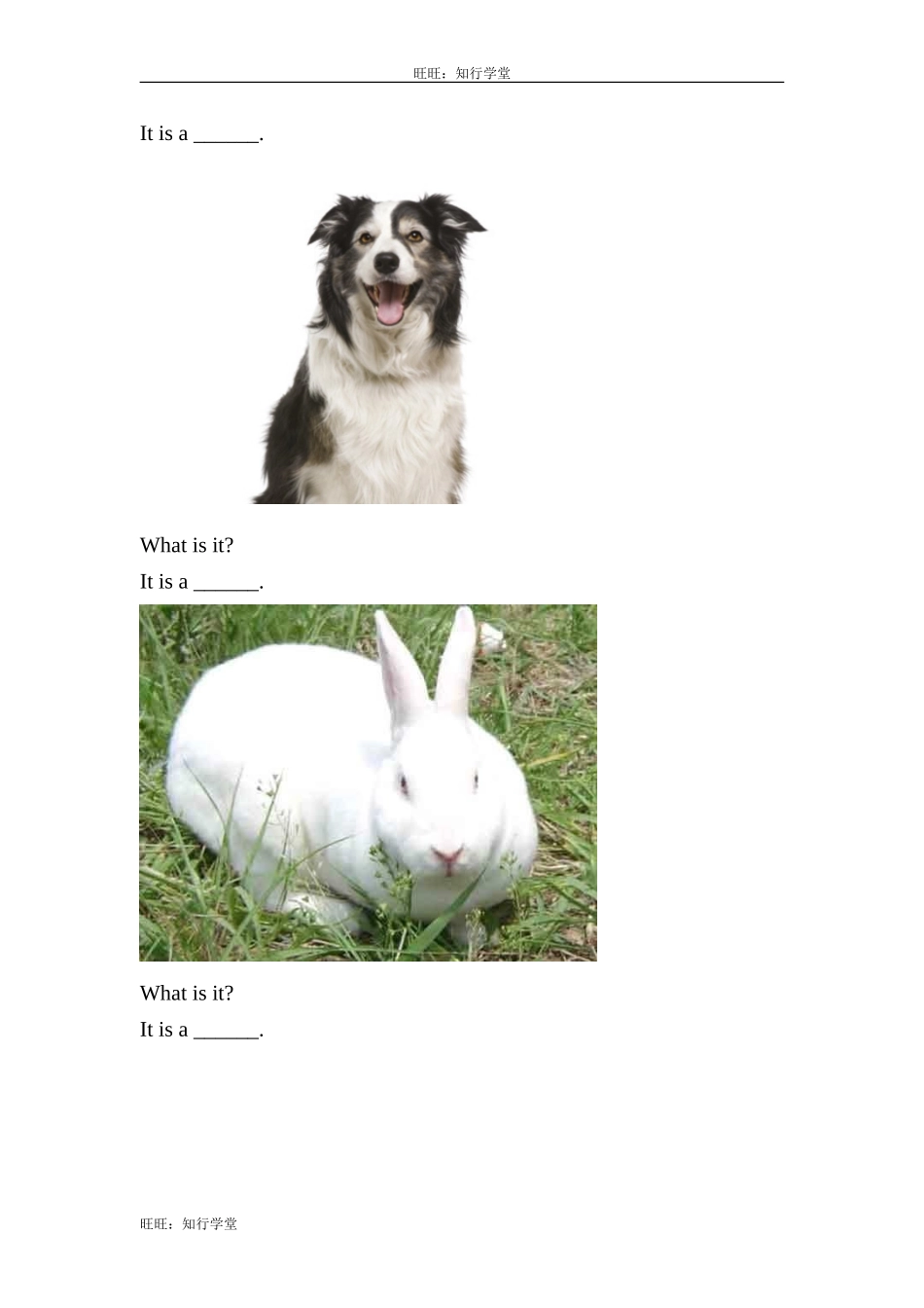 牛津上海版三上Unit 11《Small animals》（第1课时）word教案[旺旺：知行学堂].doc_第3页