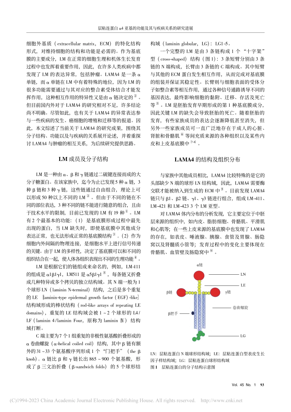 层粘连蛋白α4亚基的功能及其与疾病关系的研究进展_于晶晶.pdf_第2页