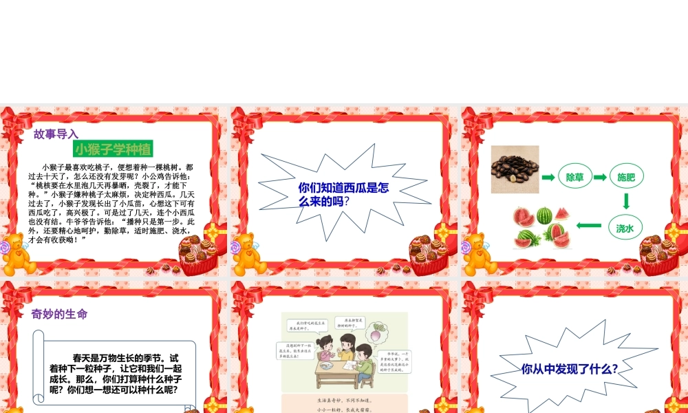 4试种一粒籽课件.pptx