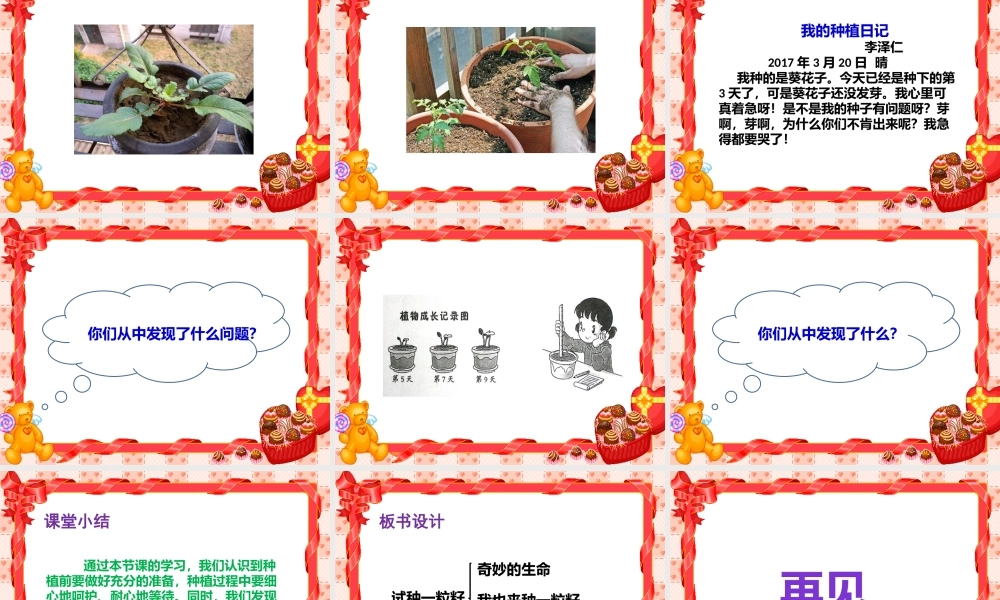 4试种一粒籽课件.pptx