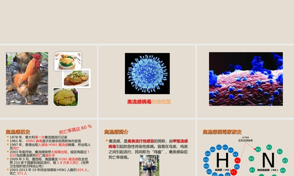 关注健康预防禽流感 .ppt