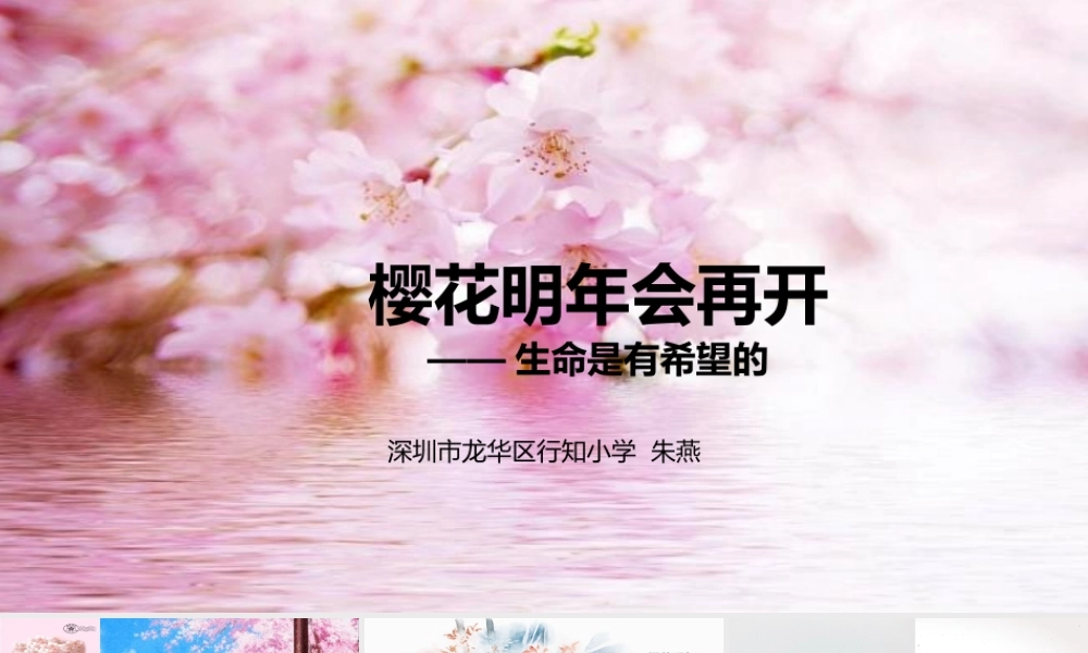 课时13413_樱花明年会再开-樱花明年会再开【公众号dc008免费分享】.pptx