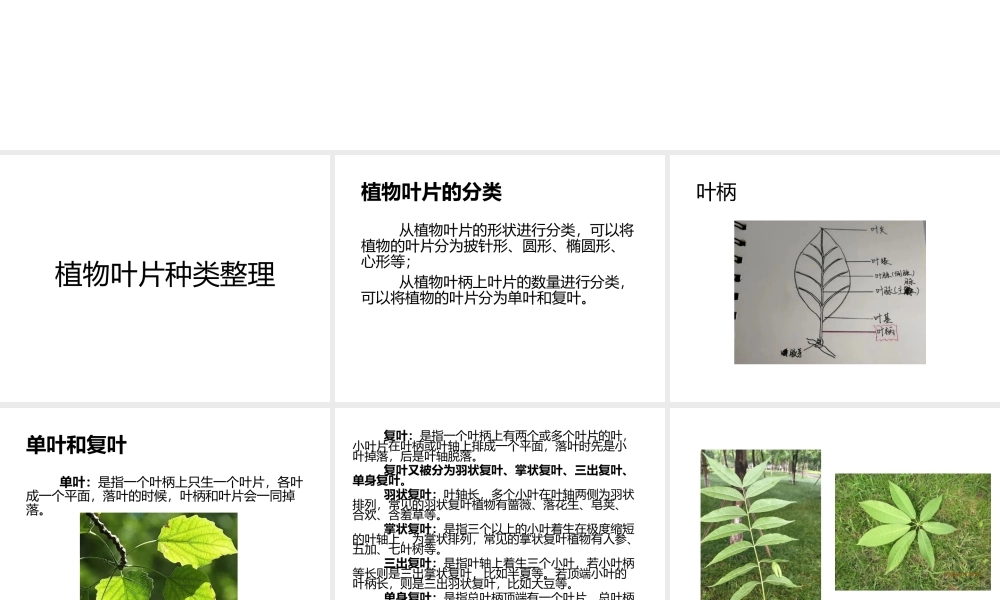 课时4517_植物叶片种类整理-小学综合实践微课课件《植物叶片种类整理》（大鹏中心小学李冀尖）【虚拟宝库网www.xunibaoku.com】.pptx