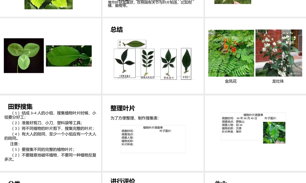 课时4517_植物叶片种类整理-小学综合实践微课课件《植物叶片种类整理》（大鹏中心小学李冀尖）【虚拟宝库网www.xunibaoku.com】.pptx