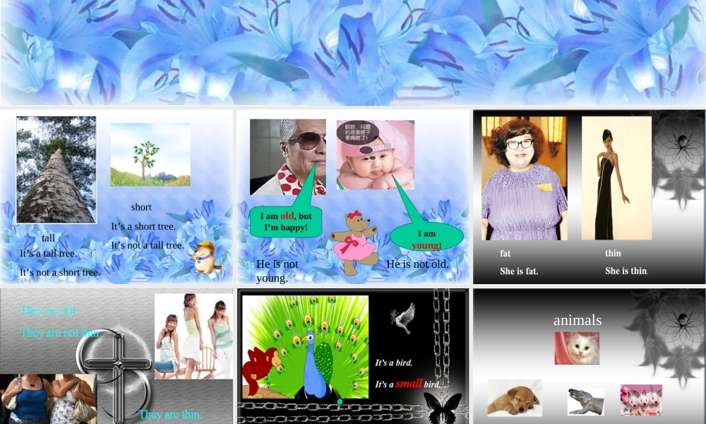 四年级下英语课件-Unit8 big bird-北师大版(三起).ppt