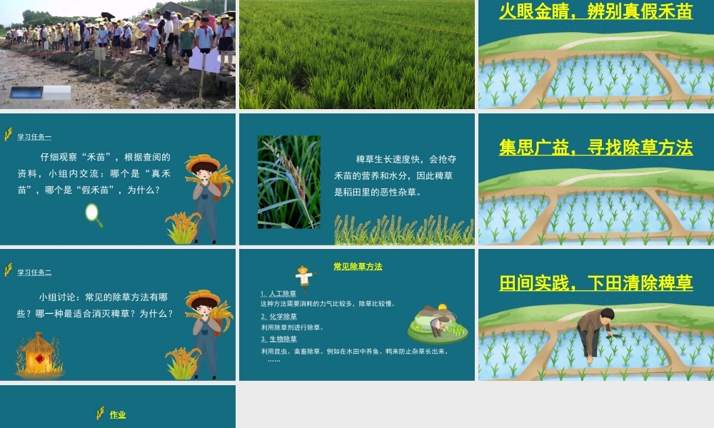 真假禾苗【学霸网www.xue-ba.org】.pptx