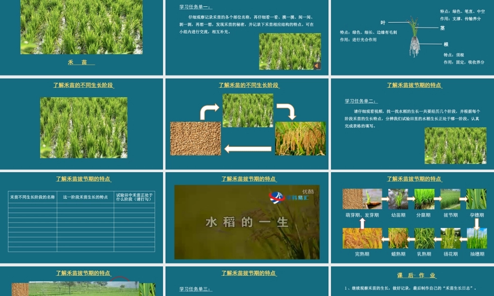 禾苗成长日志【学霸网www.xue-ba.org】.pptx