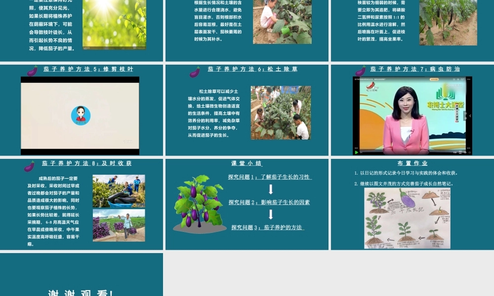 茄子养护【学霸网www.xue-ba.org】.pptx