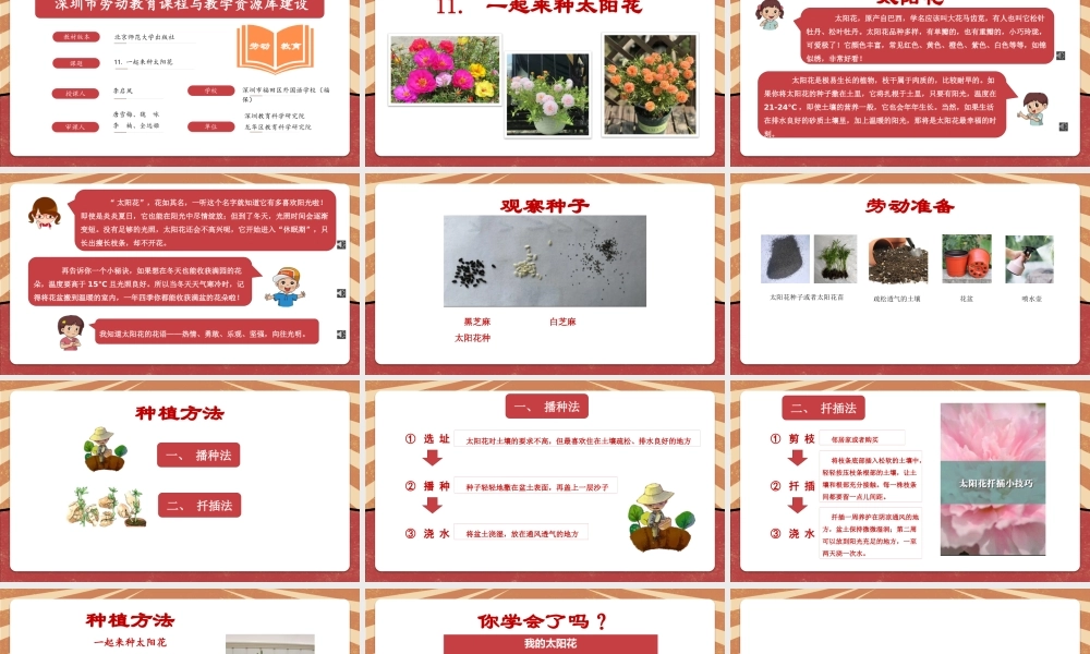 课时16985_二年级下册 活动11《一起来种太阳花》（第一课时）-深圳市小学劳动教育教学资源库（11.一起来种太阳花 第一课时）.pptx
