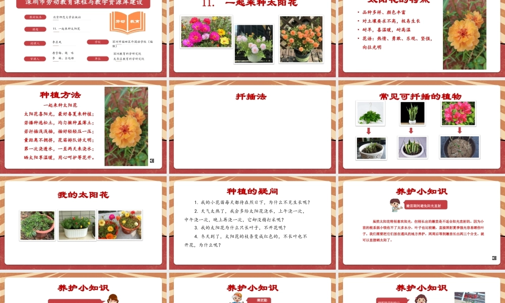 课时16987_二年级下册 活动11《一起来种太阳花》（第二课时）-深圳市小学劳动教育教学资源库（11.一起来种太阳花 第二课时）.pptx