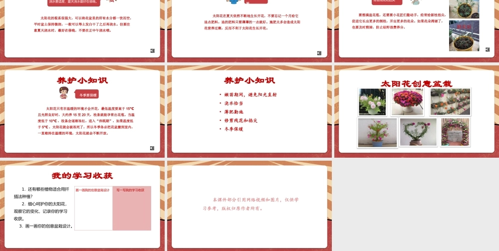 课时16987_二年级下册 活动11《一起来种太阳花》（第二课时）-深圳市小学劳动教育教学资源库（11.一起来种太阳花 第二课时）.pptx